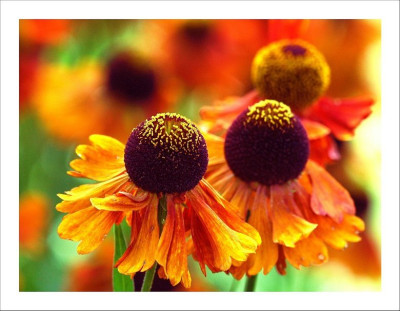 Helenium_2_23-07-2006.jpg