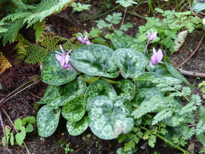 2016-08-04 Cyclamen purpurascens 1.jpg