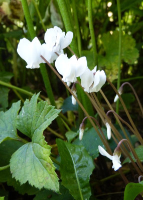 2016-08-08 Cyclamen hederifolium.jpg