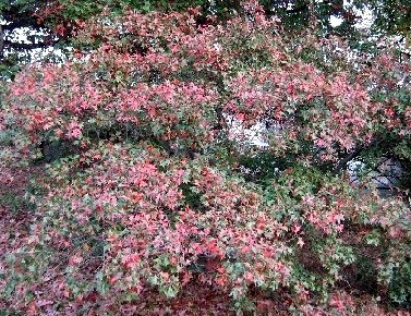 Quercus_ilicifolia_in_Dresden.JPG