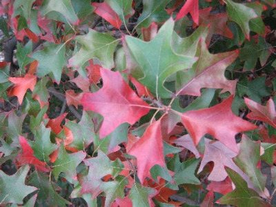 Quercus_ilicifolia_in_Herbstfarbung.JPG