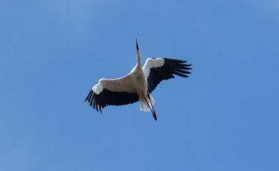 2016-08-21 Storch 1.jpg