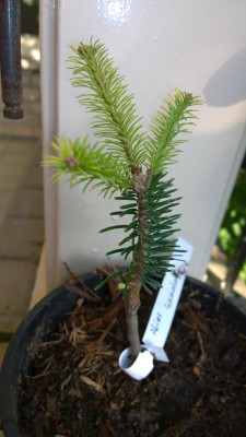 WP_20160826_002 Abies kawakamii.jpg