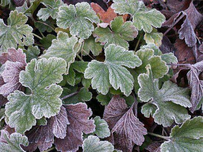 Geranium-November.jpg