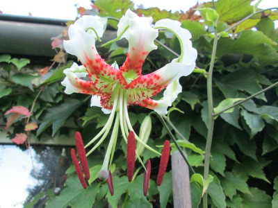 Lilium speciosum var. gloriosoides.jpg