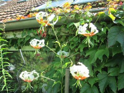 Lilium speciosum var. gloriosoides 6 Blüten.jpg