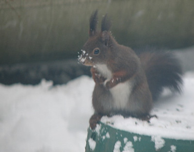 Eichhornchen4.03.06_001.jpg