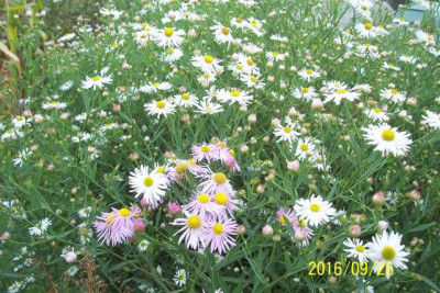 100_6700 weiße und rosa Boltonia.jpg