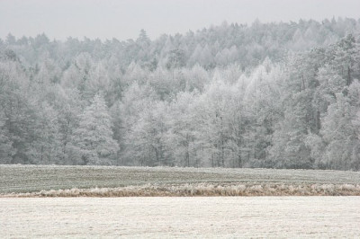 Dezember-Puderzuckerwald-Artemisia.jpg