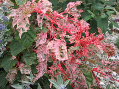 Acer.conspicuum RedFlamingo.jpg