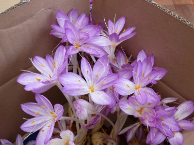 2016-10-08 Colchicum 'The Giant'.jpg