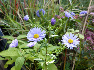 2016-10-08 Aster 'Saturn'.jpg