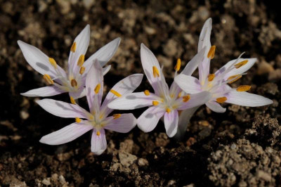 Colchicum cretensis ex Afendis 20161009 (3).jpg