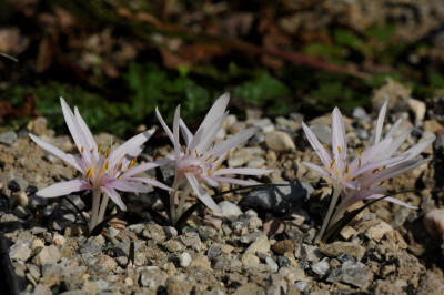 Colchicum cretense ex Omalos 20160929.jpg