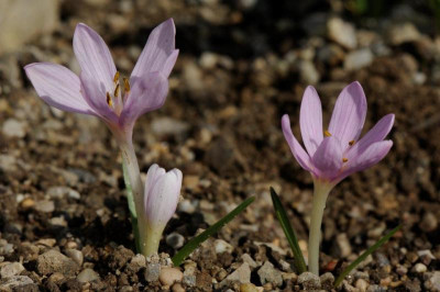 Colchicum cupanii glossophyllum ex Kefalinia 20161005 (1).jpg