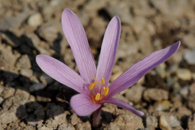 Colchicum pusillum 20160925 (3).jpg