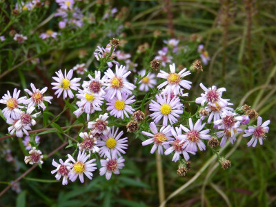 2016-10-10 Aster Sämling 'Gänseblümchen'.jpg