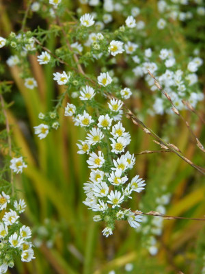 2016-10-15 Aster ericoides 'Schneetanne'.jpg