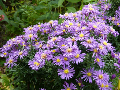 2016-10-15 Aster 'Mauve Magic'.jpg