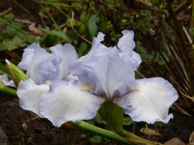 2016-10-17 Iris.jpg