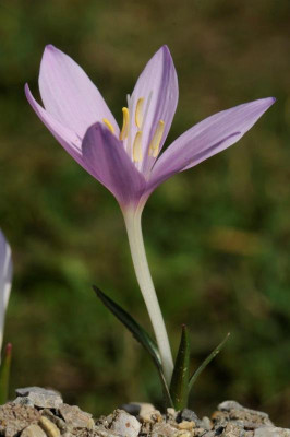 Colchicum baytopiorum 20161015 (2).jpg