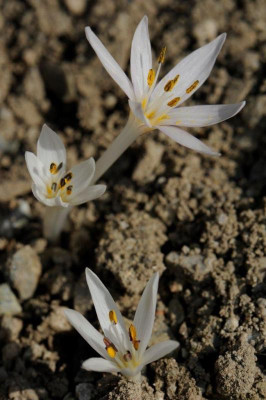 Colchicum cretense ex Ida 20161015 (3).jpg