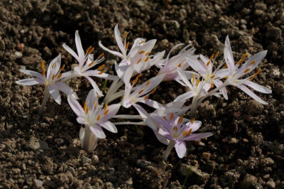 Colchicum cretense ex Afendis 20161016.jpg