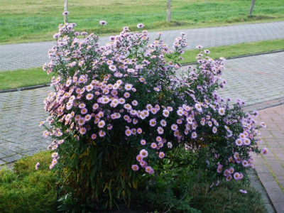 Aster novi-belgii - gigantisch.JPG