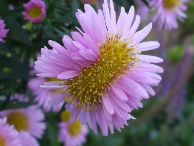 Aster novi-belgii - Blüte verbändert.JPG