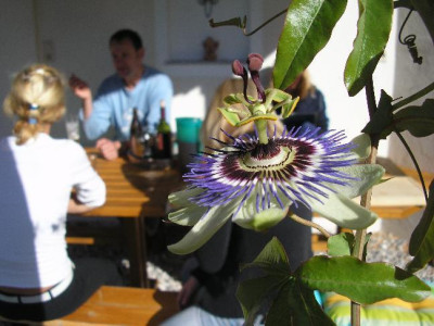 Passiflora_Oktober06.jpg