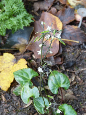 2016-10-26 Beesia deltophylla.jpg