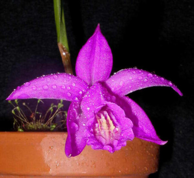 Pleione_saxicola_2006-10-30.JPG