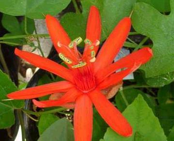 passiflora_coccinea_Juli06.jpg