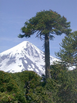 Araucaria_araucana_vor_Lanin_klein.JPG