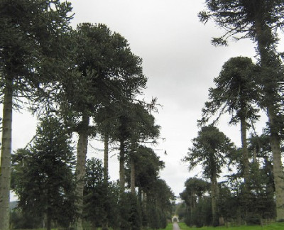 Araucaria_araucana_Allee_klein.JPG