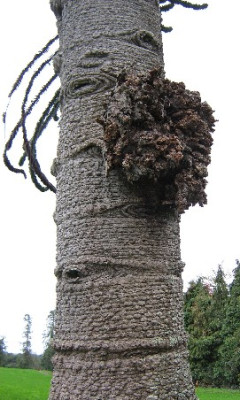 Araucaria_araucana_Bombenkrater_klein.JPG