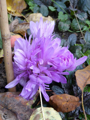 2016-11-04 Colchicum 'Waterlilly'.jpg