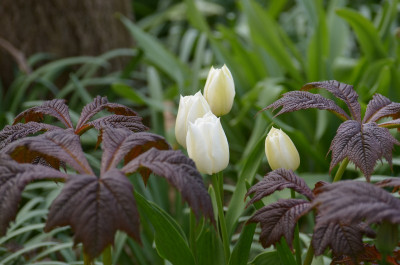 tulpe rodgersia.jpg