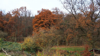 Eiche im Wald PB240021.JPG