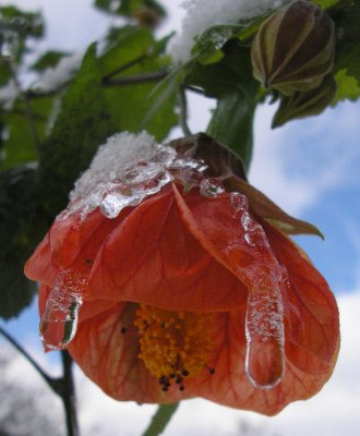 Abutilon.jpg