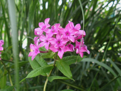 Phlox 2.jpg