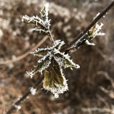 Frost 3 01-2017.JPG