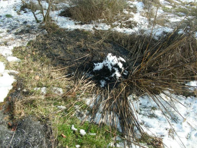 Miscanthus Grazillimus in Asche DSCN8876.JPG