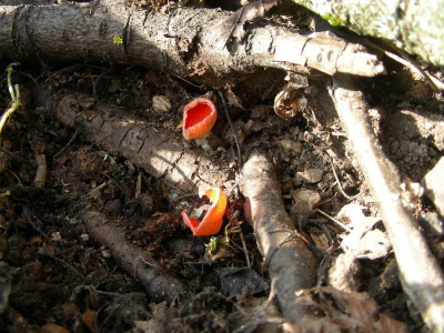 Scharlachroter Kelchbecherling, Sarcoscypha coccinea DSCN8881.JPG