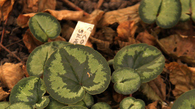 Cyclamen Silver Leaf 2011-09-15_6297.jpg