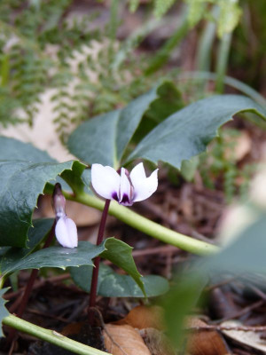 2017-02-26 Cyclamen coum.jpg