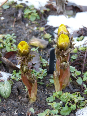 2017-02-25 Adonis amurensis.jpg