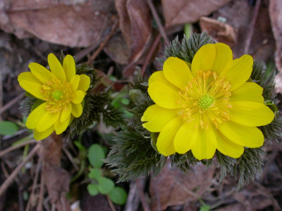 DSCN8298 Adonis amurensis.jpg