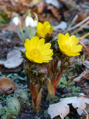 2017-02-27 Adonis amurensis.jpg