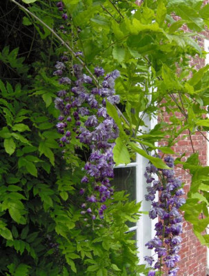 wisteria_floribunda_Violacea_Plena.JPG